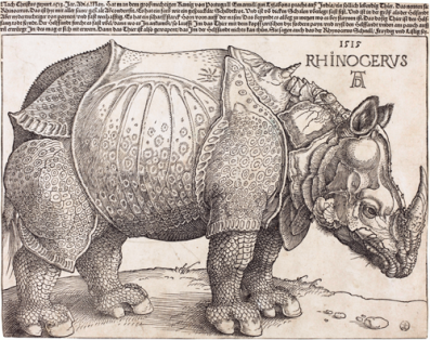 plialiamixaila-rinokeros-eikonaalbrecht-durer-the_rhinoceros